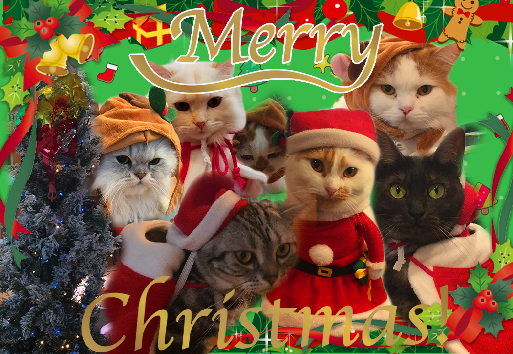 猫カフェ,クリスマス,抽選,福引き