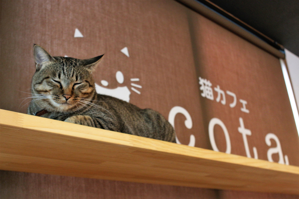 猫カフェ,１周年