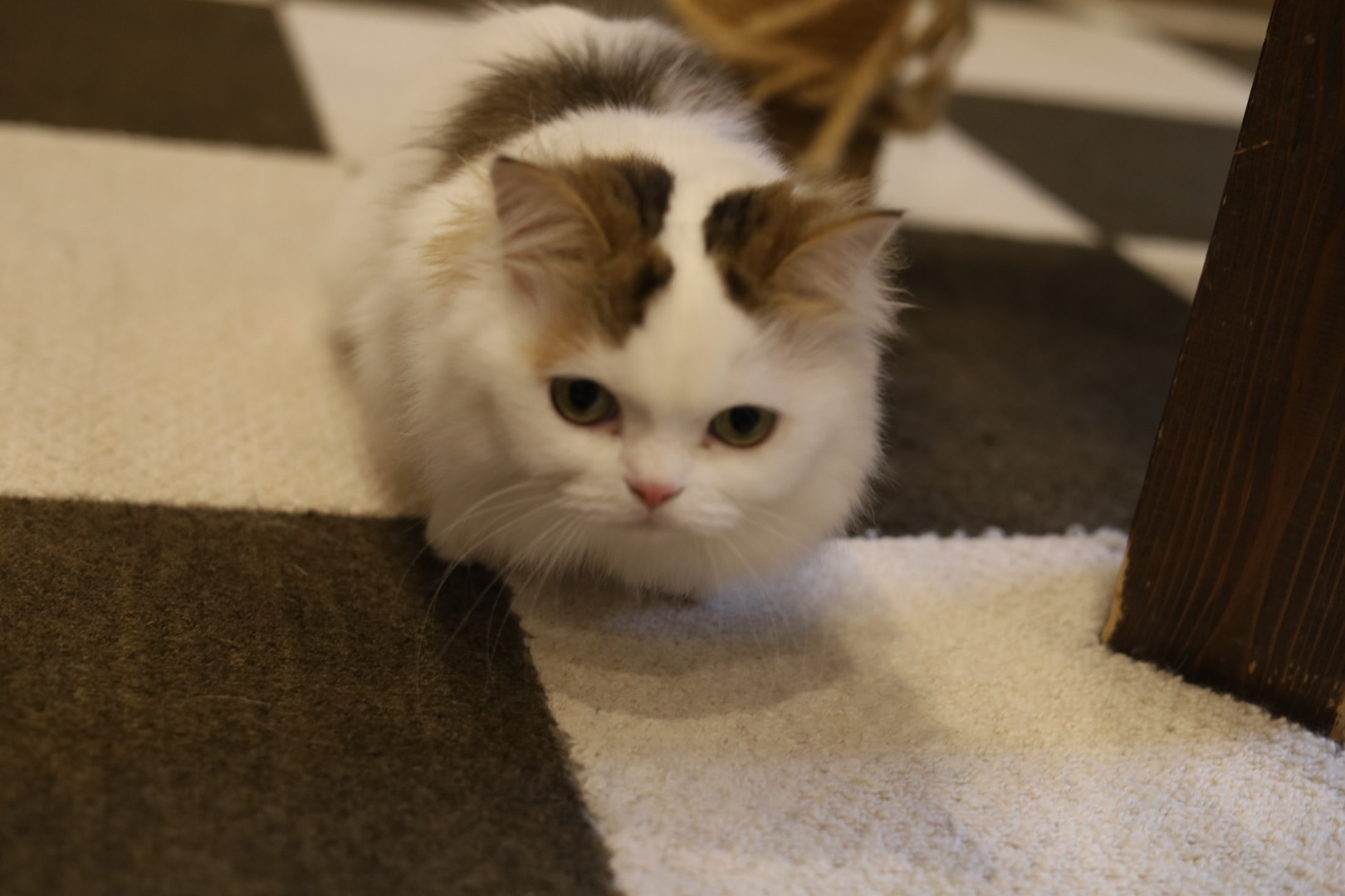 猫カフェ,誕生日