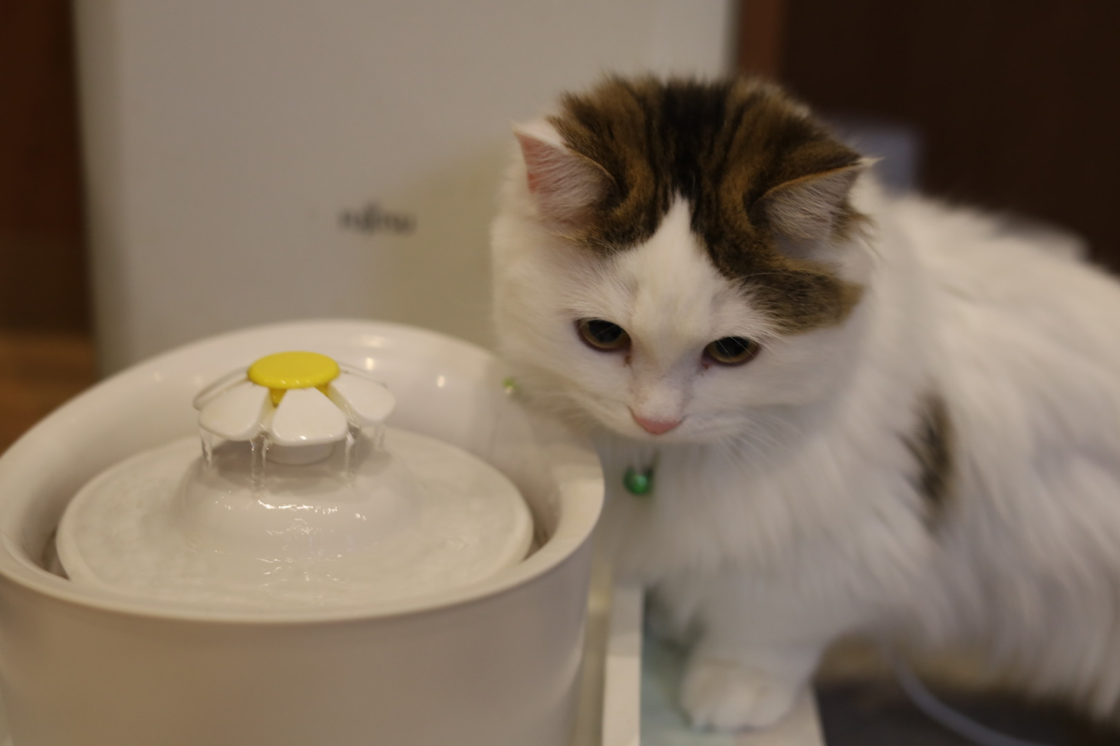 猫カフェ,誕生日