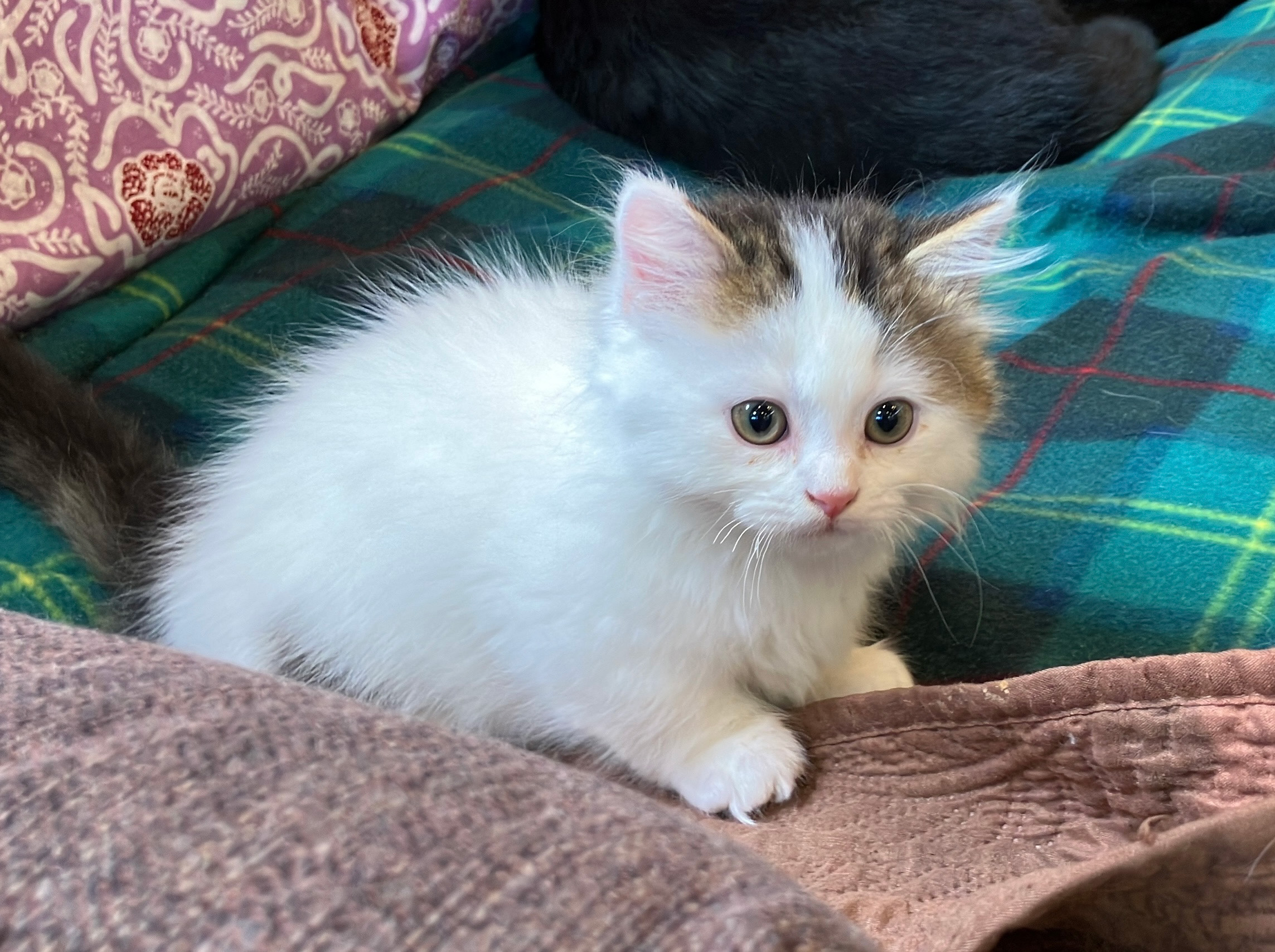 ミヌェットのかぶ