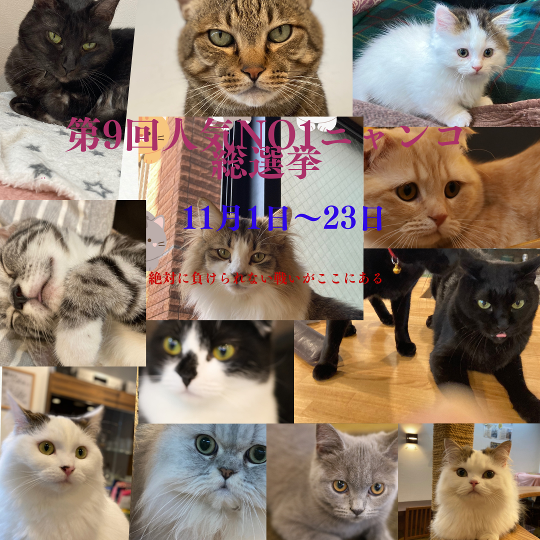 猫カフェ,人気投票