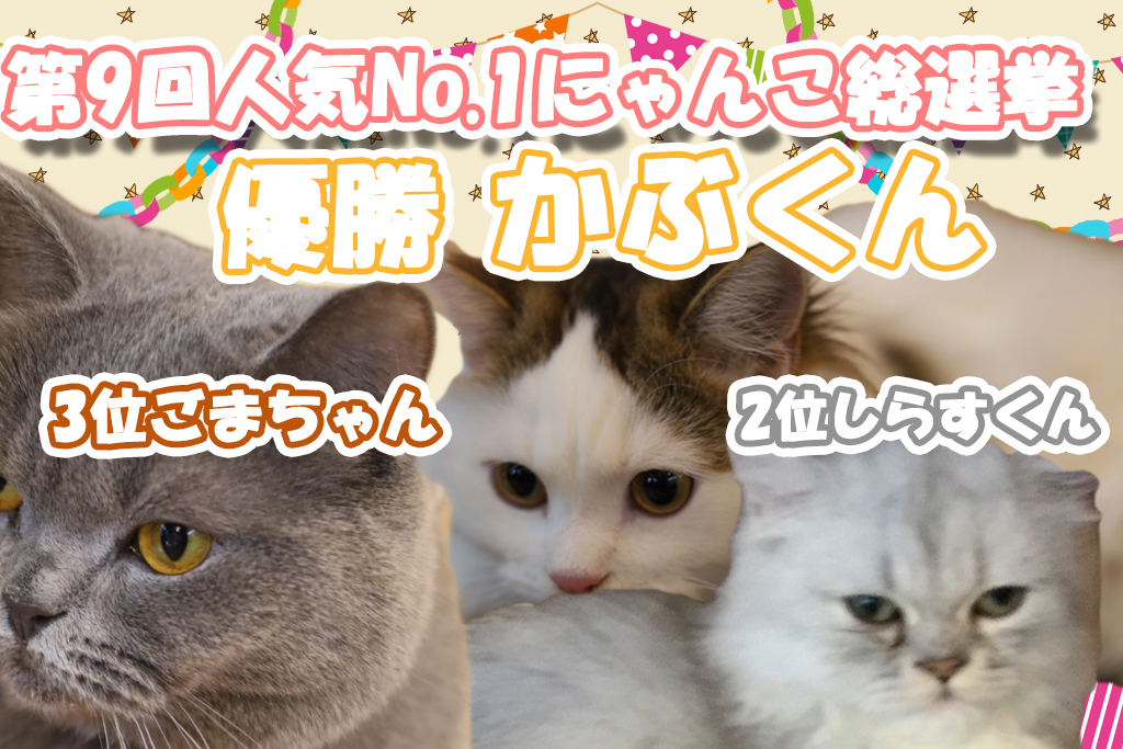 猫カフェ,人気投票